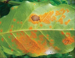uploads/images/disease/Red rust of mango.jpg